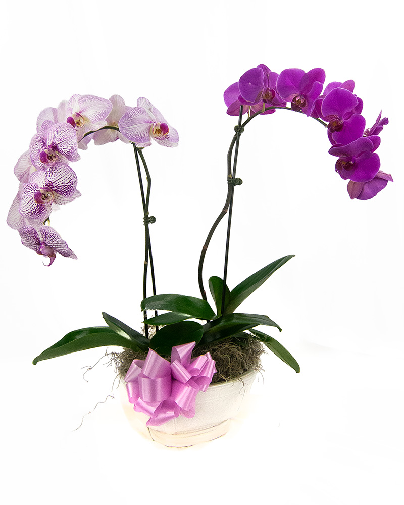 Orchid Container Gard...